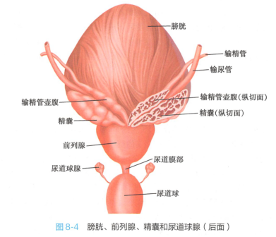 膀胱、前列腺、精囊和尿道球腺(后面)