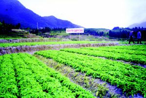柘荣县