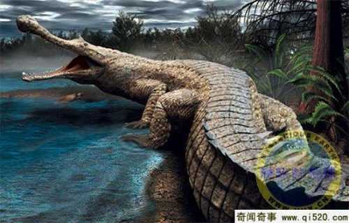 槽齿类