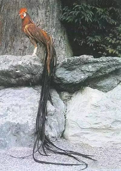 长尾鸡