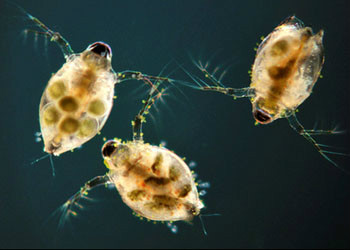 水蚤以第二对触角像桨一样在水中划动。