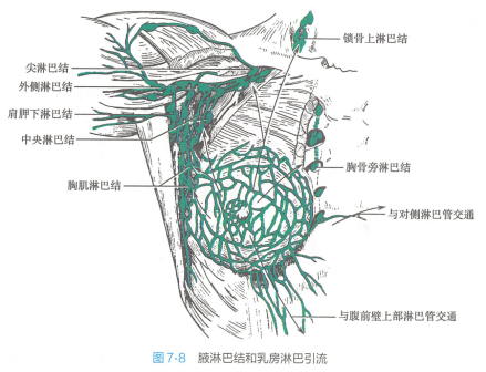 腋淋巴结和乳房淋巴引流