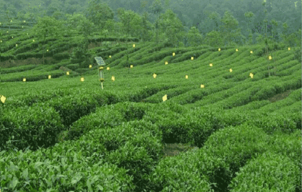 马边茶叶