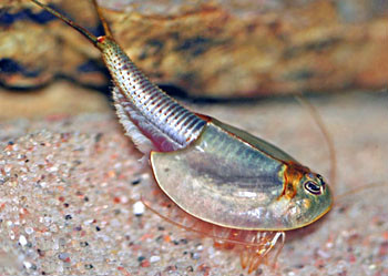 鲎虫体节达50多节，有背甲，成头胸部。