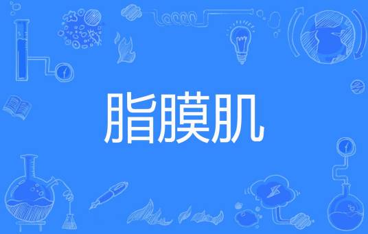脂膜肌