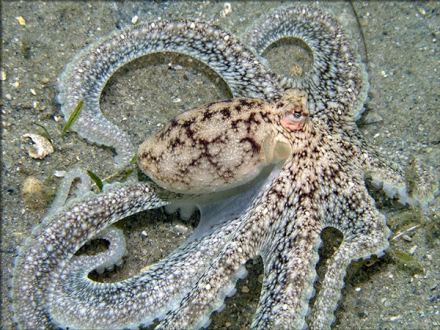 160大西洋长腕蛸