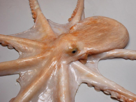 126新西兰肠腕蛸