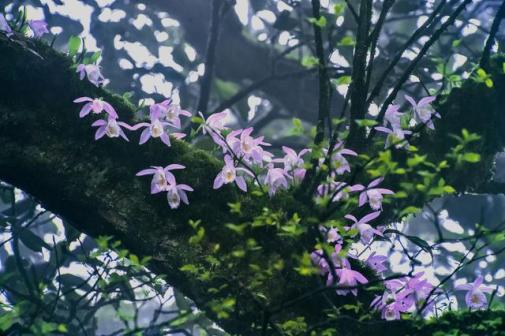 古树上的毛唇独蒜兰