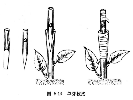 单芽枝接