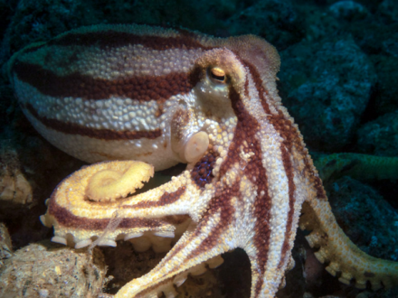 97莫托提两鳍蛸