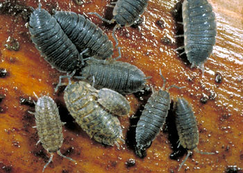 真正陆生甲壳类鳃腔壁已经变成囊室，形成肺