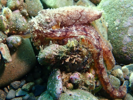 83马赛克断腕蛸