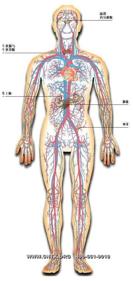 人体腺体
