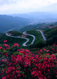 上南山路边的杜鹃