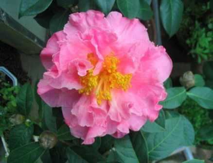 茶花仙子