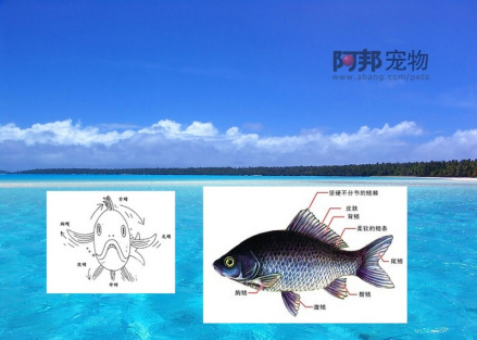 鳍