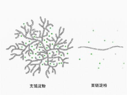 支链淀粉和直链淀粉