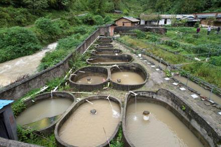 大鲵繁育基地 