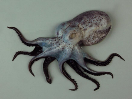 82蔡氏奇爱尔斗蛸