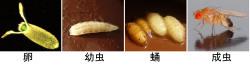 果蝇