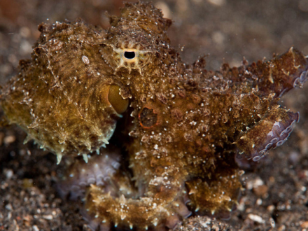 94鹿儿岛两鳍蛸