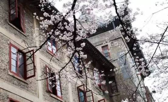 武汉大学樱花