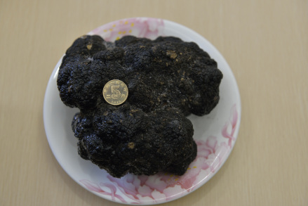 会东黑松露