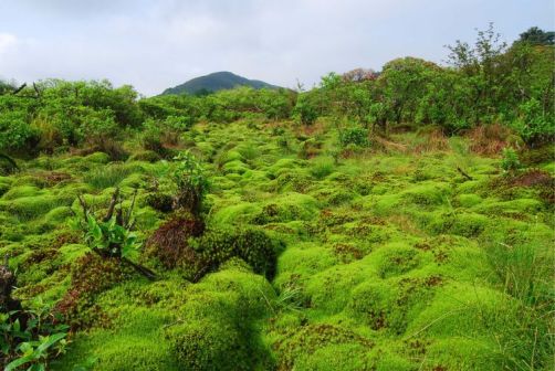 十万古田的泥炭藓