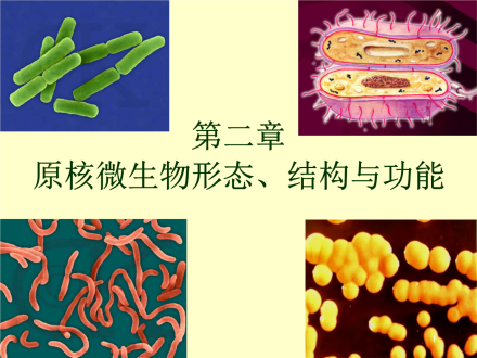 生物形态