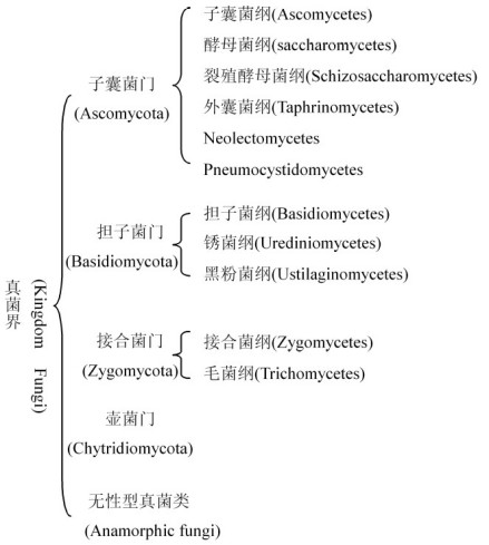 真菌的分类
