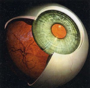 眼科学