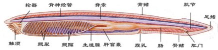 文昌鱼整体结构中的背神经管