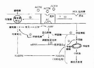 高密度脂蛋白
