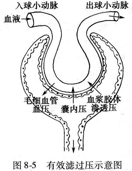 有效滤过压示意图