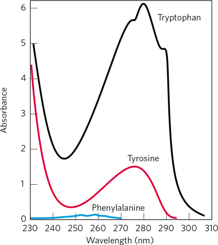 芳香族氨基酸对紫外线的吸收 