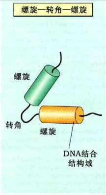 α螺旋-转角-α螺旋模式