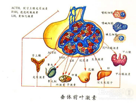 垂体前叶素