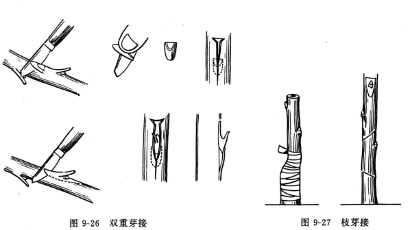 双重芽接、枝芽接