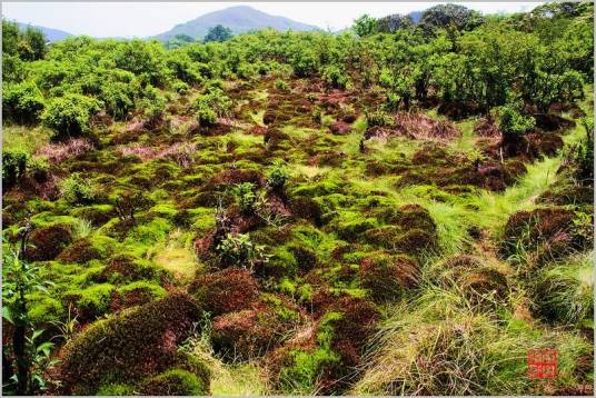 十万古田 十万古田