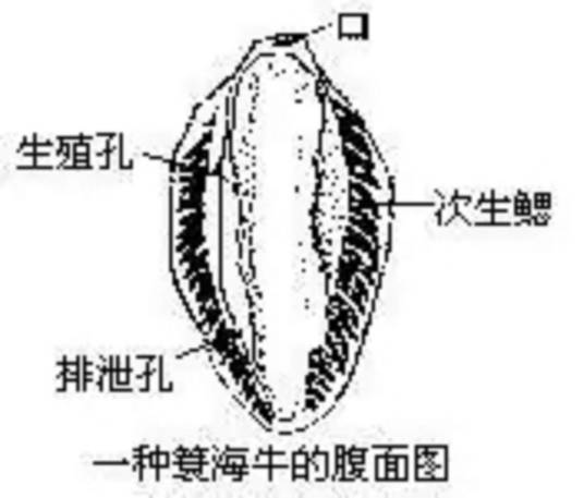 次生鳃