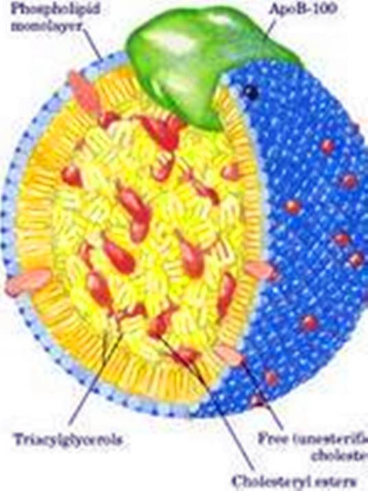 血浆脂蛋白 血浆脂蛋白