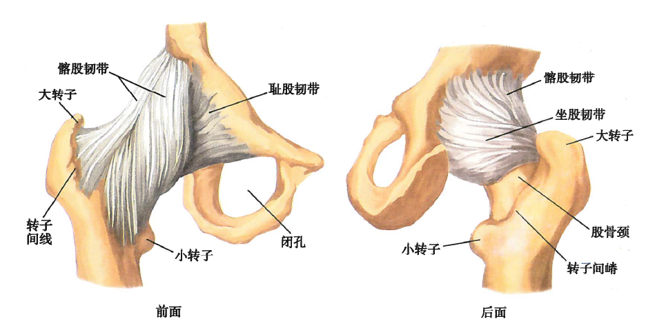 髋关节及其辅助结构 