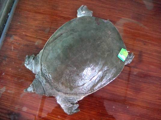 汉寿甲鱼