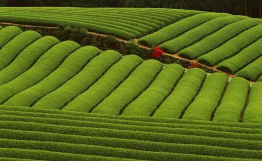 米仓山茶