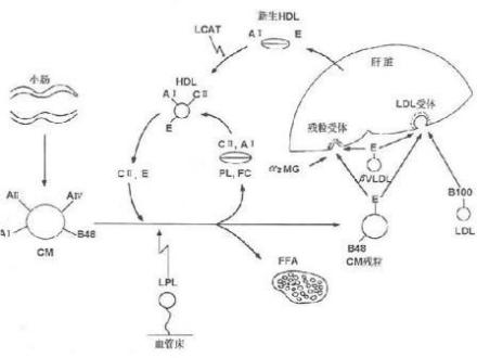 粒场全息术理论应用及微粒