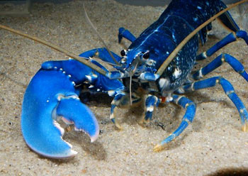 复眼数少的仅有20余，多可达15000个