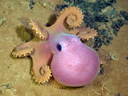 70北方太平洋谷蛸