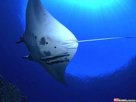 海洋生物