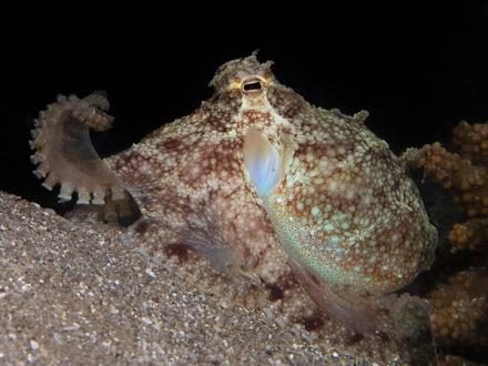 88埃伊那岛两鳍蛸