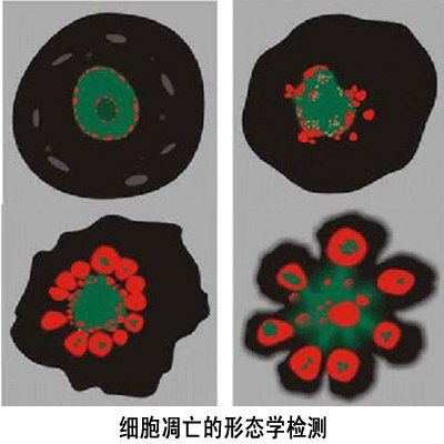 细胞凋亡的形态学检测